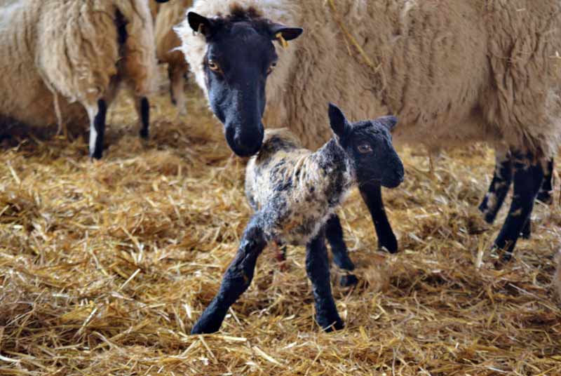 Merley Hall Farm